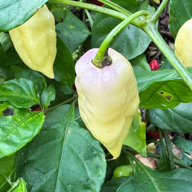 Bingo White - Seeds - The Pepper Pantry (Formerly Marie Sharp's)